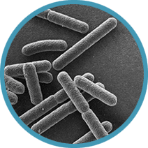 MRSA