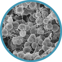 MRSA